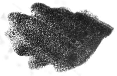 https://files.geocollections.info/large/0a/40/0a4027e2-b040-4f1e-8cdf-d631326eb9e9.jpg