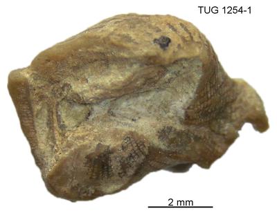 https://files.geocollections.info/large/0a/44/0a44b83f-29ba-4b59-a7cf-9ef2ca7f15f9.jpg