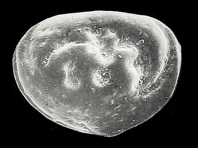 https://files.geocollections.info/large/0a/68/0a688ffa-9d41-4674-9b49-2a578c6cbfaf.jpg