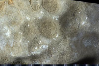 https://files.geocollections.info/large/0a/68/0a68bc42-fe72-4180-b92c-1274843a36f0.jpg