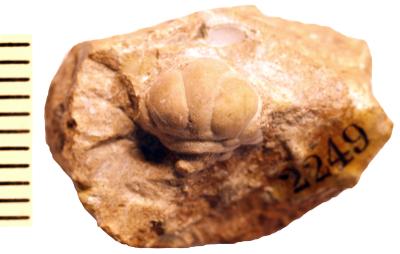 https://files.geocollections.info/large/0a/6d/0a6dd883-228b-4c23-b471-2bbbeaf9f100.jpg