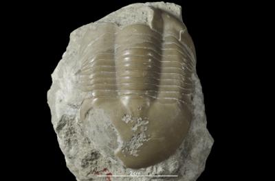 https://files.geocollections.info/large/0a/74/0a742c91-2e3b-4a83-b7ee-e367484afc27.jpg
