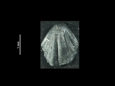 https://files.geocollections.info/large/0a/78/0a788509-71d0-4e44-9e06-61936297a078.jpg