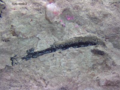 https://files.geocollections.info/large/0a/7e/0a7e4f91-9f5c-4615-8386-20299e1bbb0f.jpg