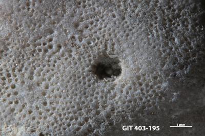 <i>Trypanites isp.</i><br />Ohesaare cliff,  m, Ohesaare Stage