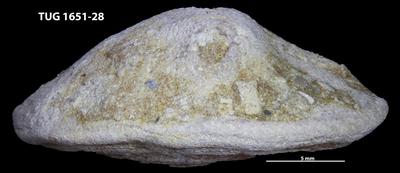 https://files.geocollections.info/large/0a/90/0a90abc6-efbf-4830-a717-4cd116e86523.jpg