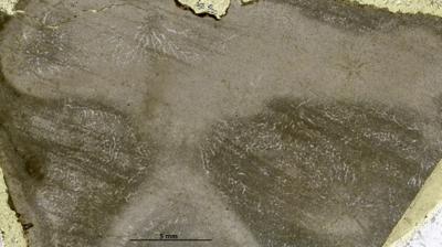 https://files.geocollections.info/large/0a/c0/0ac0547e-d06c-4b3a-9111-5bb1f7e83516.jpg