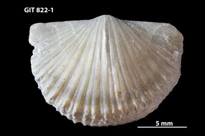 https://files.geocollections.info/large/0a/cd/0acd60d0-6baf-4e7b-b3df-70b8054e2f62.jpg