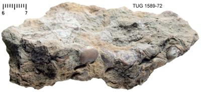 https://files.geocollections.info/large/0a/ee/0aee60ce-45fd-41b6-8544-9de097983ddf.jpg