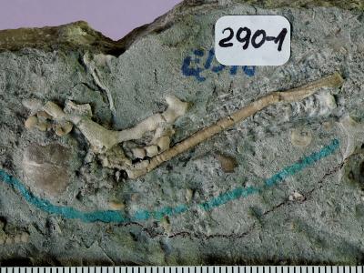 https://files.geocollections.info/large/0a/ef/0aefa26b-676e-4518-8f84-b3894f7ee90d.jpg