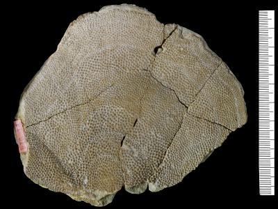 https://files.geocollections.info/large/0b/06/0b06dba8-43e0-49d1-bce2-fe93be22359a.jpg