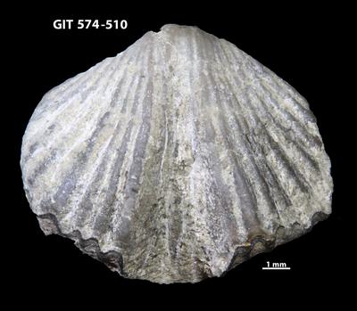 https://files.geocollections.info/large/0b/12/0b12a8df-7c31-4a7e-b759-25e3f12cd3de.jpg