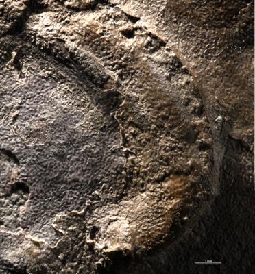 https://files.geocollections.info/large/0b/1c/0b1c50ba-fcc7-432c-8c8f-33a8d86439e7.jpg