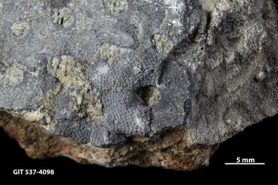 https://files.geocollections.info/large/0b/27/0b27b568-b38c-4062-a51e-1c9b138f8110.jpg