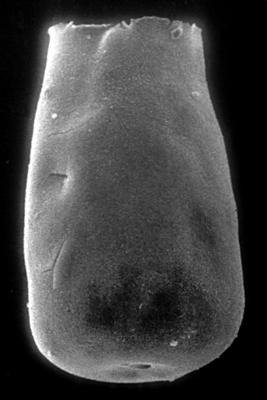 <i><i>Eisenackitina dolioliformis</i></i><br />Jaagarahu borehole, 41.70 m, Jaani Stage (273-13)