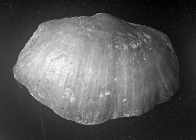 https://files.geocollections.info/large/0b/7b/0b7b436f-adf5-43c7-801a-e70f38140e40.jpg