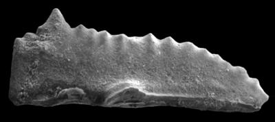 https://files.geocollections.info/large/0b/7f/0b7fa94a-e4dd-448e-823b-894aa81c1e48.jpg