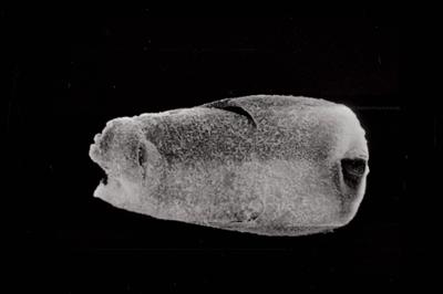 <i><i>Conochitina cribrosa</i></i><br />Ruhnu 500 borehole, 288.15 m, Jaagarahu Stage (754-785)