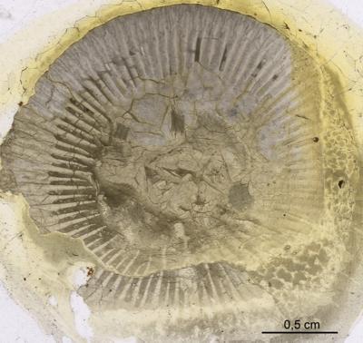 https://files.geocollections.info/large/0b/9d/0b9de817-801e-4c45-a146-959e40ecb614.jpg