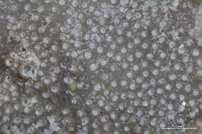 https://files.geocollections.info/large/0b/a6/0ba68249-ab35-4bd2-98b3-03170535d1a9.jpg