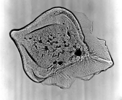 https://files.geocollections.info/large/0b/a9/0ba99be2-6925-436b-8105-2aa613c29eb9.jpg