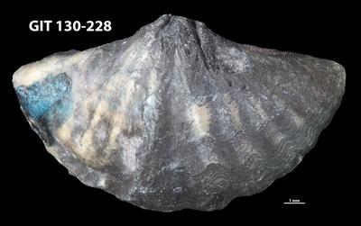 https://files.geocollections.info/large/0b/b8/0bb82b80-4ab3-45bf-a38e-68c5769d1a3d.jpg
