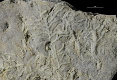https://files.geocollections.info/large/0b/bc/0bbc9f61-3e40-401c-81b2-fb2873f0de46.jpg