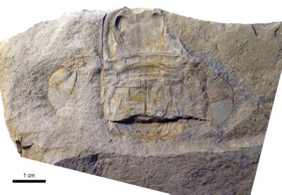 https://files.geocollections.info/large/0b/d5/0bd524e7-abf6-4c11-83e6-dc1c379724f6.jpg