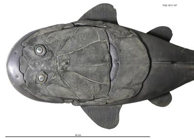 https://files.geocollections.info/large/0b/ee/0beed446-78bc-4c19-a925-186fb9c97b8a.jpg