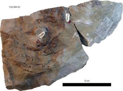 https://files.geocollections.info/large/0c/11/0c118f08-dec7-403d-a372-54f079d21f6d.jpg