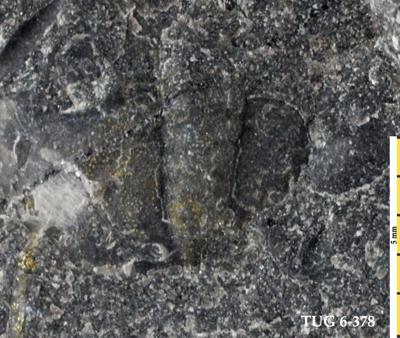 https://files.geocollections.info/large/0c/17/0c17d989-e83d-42a9-870a-615d52a9984b.jpg