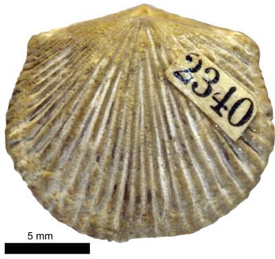 https://files.geocollections.info/large/0c/26/0c264f6d-9a50-49fc-ae8f-4b8143b5b77a.jpg