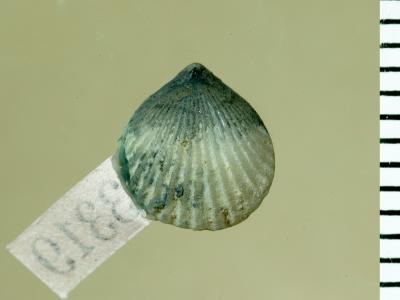 https://files.geocollections.info/large/0c/2a/0c2a8218-7e60-4d5b-a794-d3061437e6f7.jpg