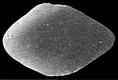 https://files.geocollections.info/large/0c/30/0c30738e-d32a-4ff2-8fdc-a8c0ef8dfb73.jpg
