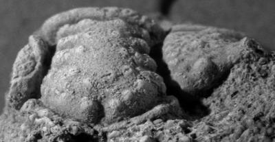 https://files.geocollections.info/large/0c/33/0c337f46-2a00-4c4c-9711-1919c000bb6a.jpg