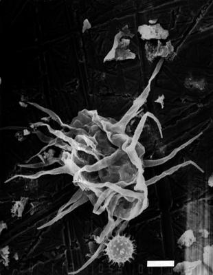 https://files.geocollections.info/large/0c/35/0c35d696-6e36-4cc7-83d1-41df537402b1.jpg