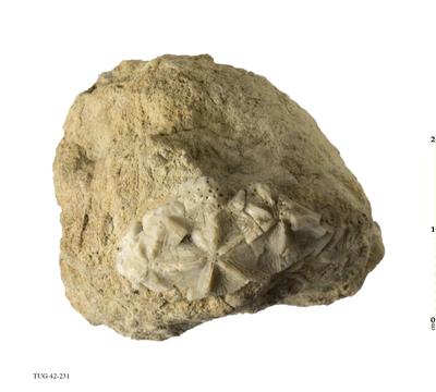 https://files.geocollections.info/large/0c/a5/0ca5559c-6883-429f-8aad-7f43cf26f922.jpg