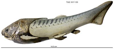 https://files.geocollections.info/large/0c/a8/0ca8f762-ed04-4803-bfa6-c09f49490453.jpg
