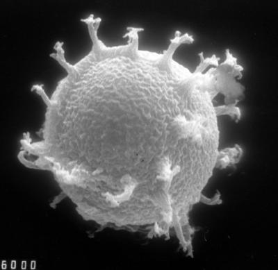 https://files.geocollections.info/large/0c/d9/0cd99b20-ecc0-41a4-b9e0-bd3f23894301.jpg