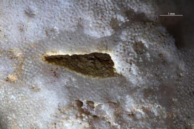 <i>Rogerella</i><br />Moe,  m, 