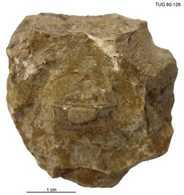 https://files.geocollections.info/large/0c/f4/0cf42100-e67c-4f72-b0d7-709cedab0479.jpg