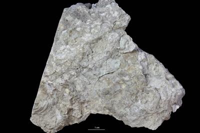 <i></i><br />Vasalemma quarry,  m, Keila Stage