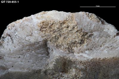 <i>Sanctum isp.</i><br />Aluvere quarry,  m, Haljala Stage