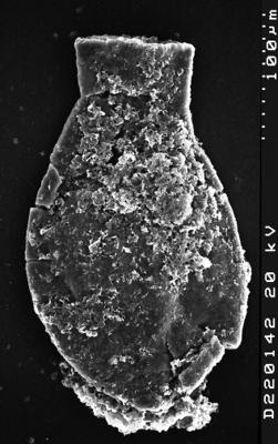 <i><i>Chitinozoa</i></i><br />Albrunnabrottet section,  m, Tremadocian (1527-13)