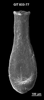 <i><i>Lagenochitina megaesthonica</i></i><br />Baldone 80 borehole,  m, Kunda Stage (833-77)