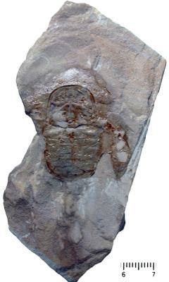 https://files.geocollections.info/large/0d/83/0d83c3aa-bc28-4357-ae8f-91855b53830a.jpg
