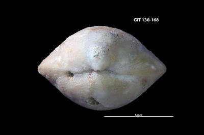 https://files.geocollections.info/large/0d/a3/0da38502-a19a-4c3b-b034-5d4efeb84e96.jpg