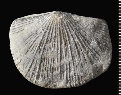 https://files.geocollections.info/large/0d/ad/0dadcbf7-59d7-4452-a976-644c4b41d9d1.jpg