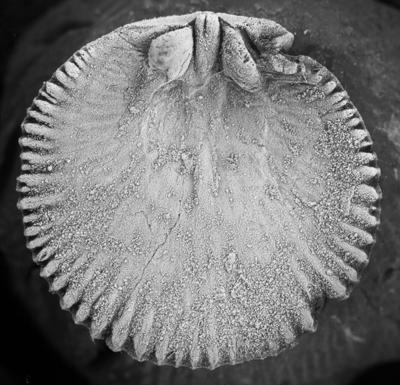 https://files.geocollections.info/large/0d/b7/0db7a6fa-3942-4d77-95bd-c2232fea410e.jpg