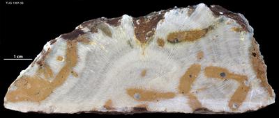 https://files.geocollections.info/large/0d/d2/0dd22487-20e2-4bec-b9c1-8da6e02cfe89.jpg